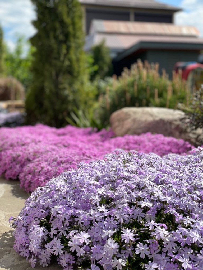 3. PHLOX SUBULATA – ÁRLEVELŰ LÁNGVIRÁG