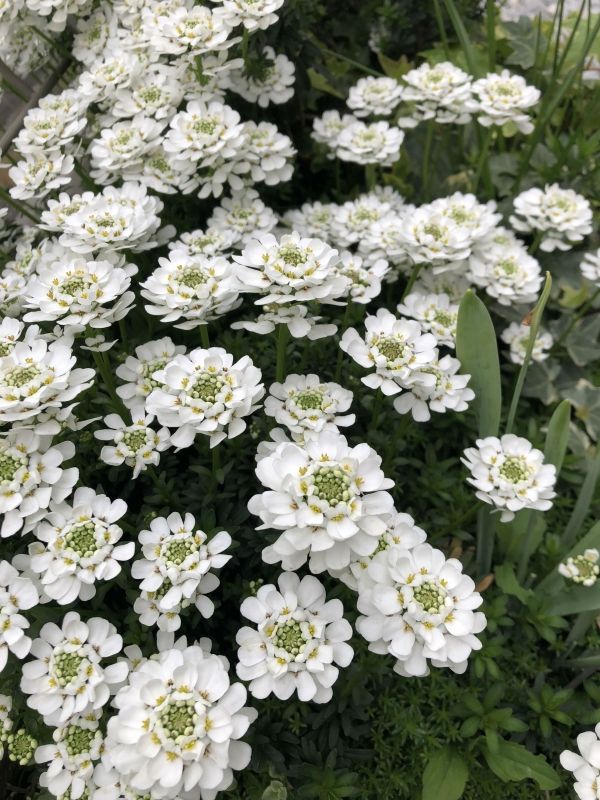 2. IBERIS SEMPERVIRENS – ÖRÖKZÖLD TATÁRVIRÁG