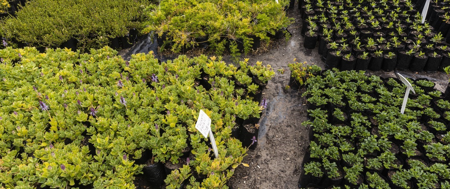 Február 15. éjfélig 10% kedvezményt kap MINDEN növényre, ha a kosár értéke meghaladja a 20 000 Ft-ot!