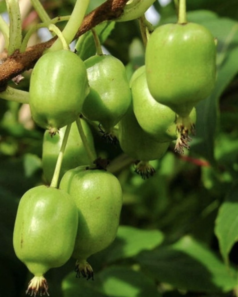 Japsai öntermékeny mini kivi