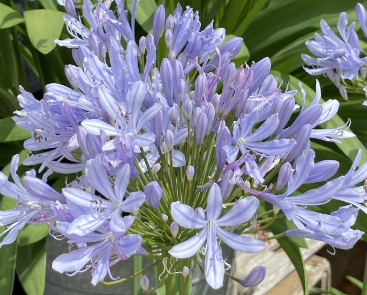 Crystal Blue afrikai szerelemvirág