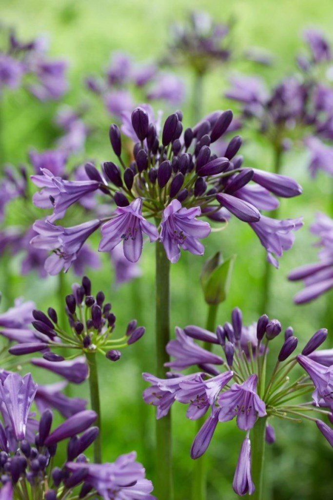 Poppin Purple afrikai szerelemvirág