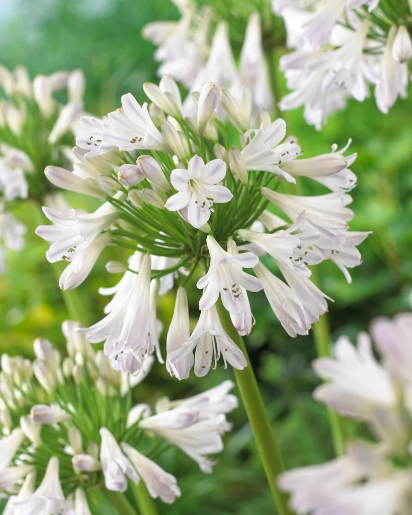 Silver Lining afrikai szerelemvirág