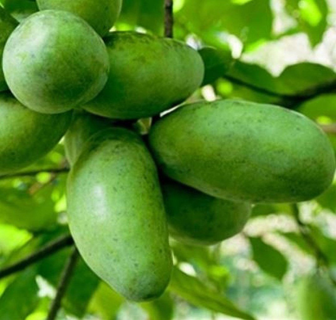 Allegheny papau, indián banán