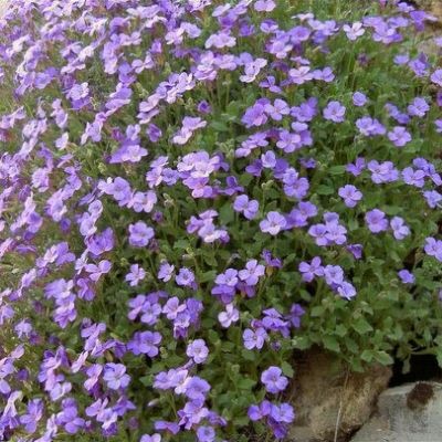 Kitty Blue  pázsitviola