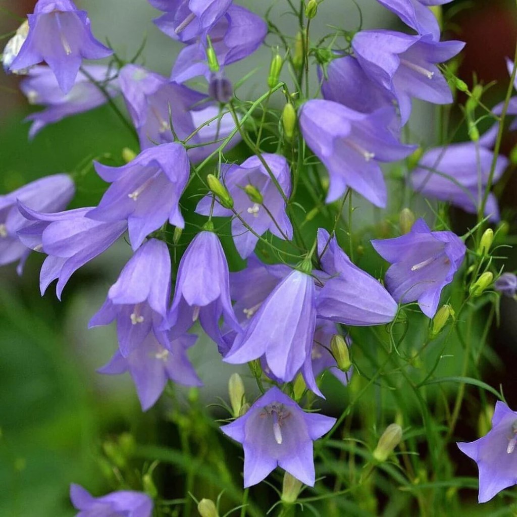 Kereklevelű harangvirág