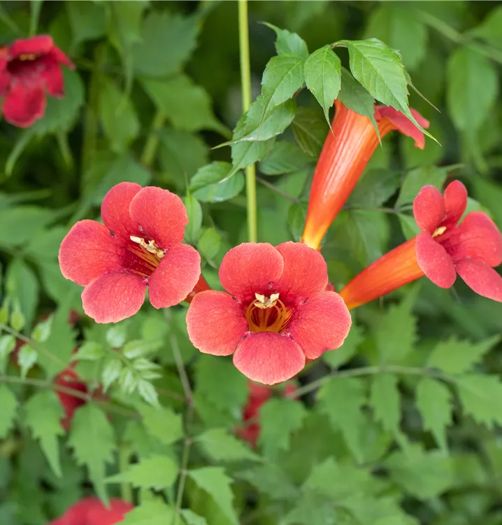 Flamenco narancsvörös trombitafolyondár