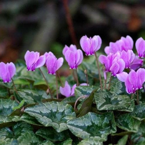 Borostyánlevelű ciklámen