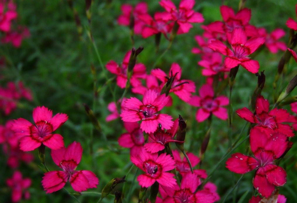 Nelly terülő szegfű
