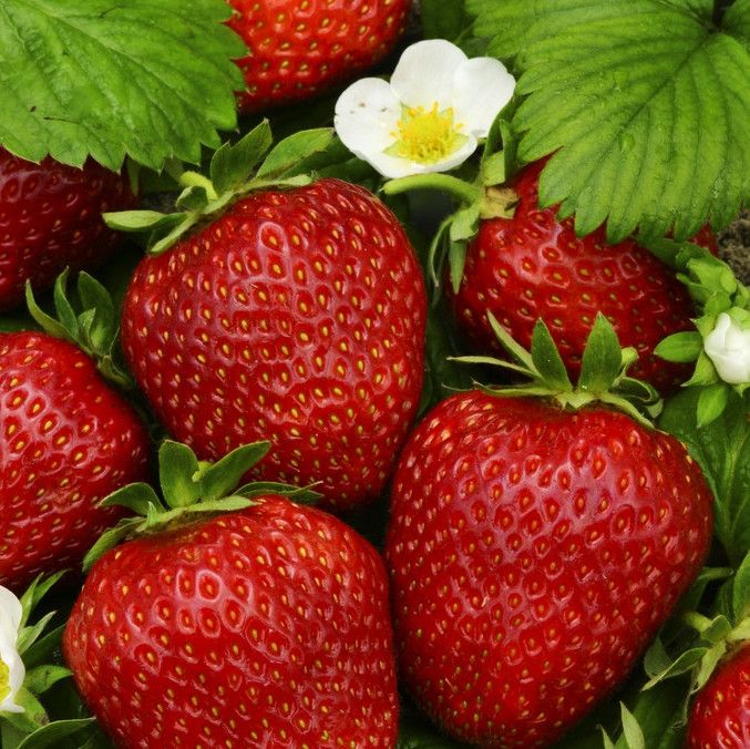 Korona eperpalánta, szamóca