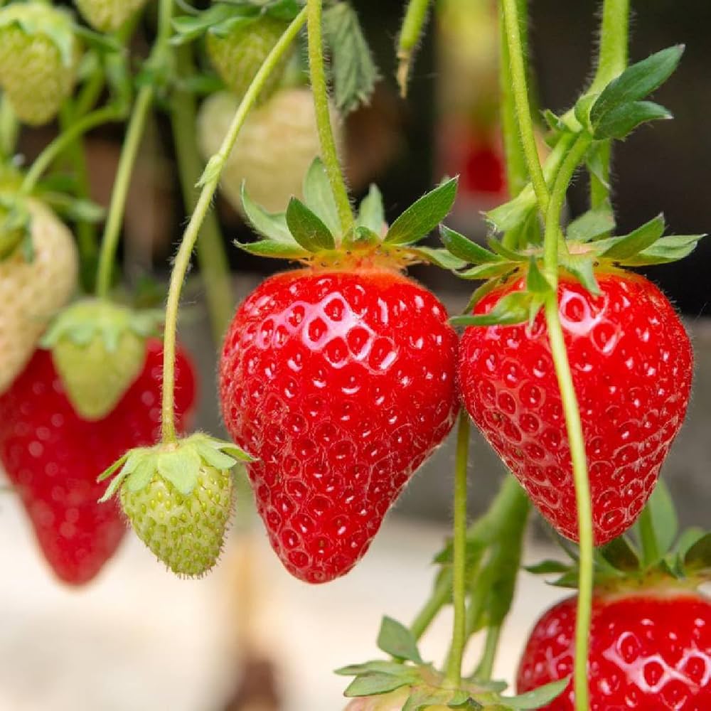 Kortes eperpalánta – 10 db