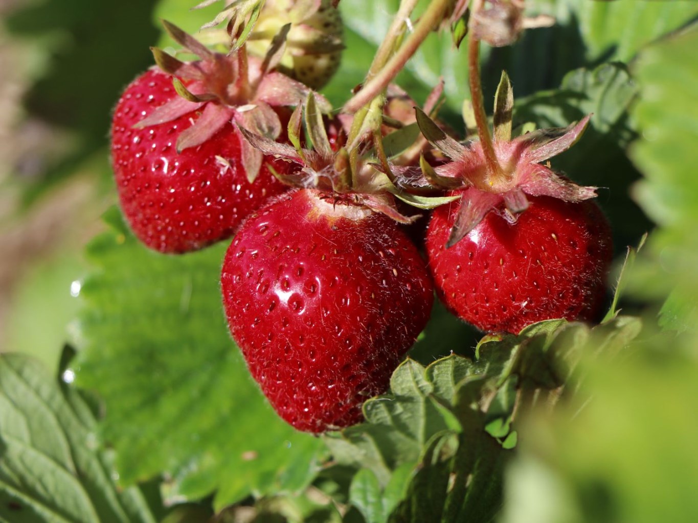 Polka eperpalánta – 10 db