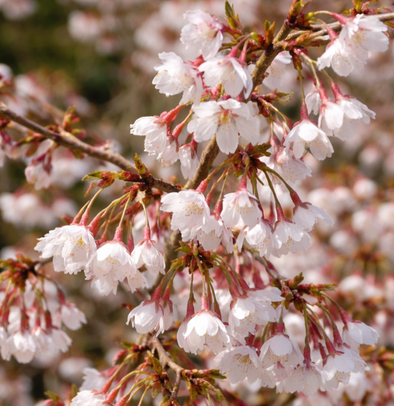 Kojo-no-mai Fuji díszcseresznye