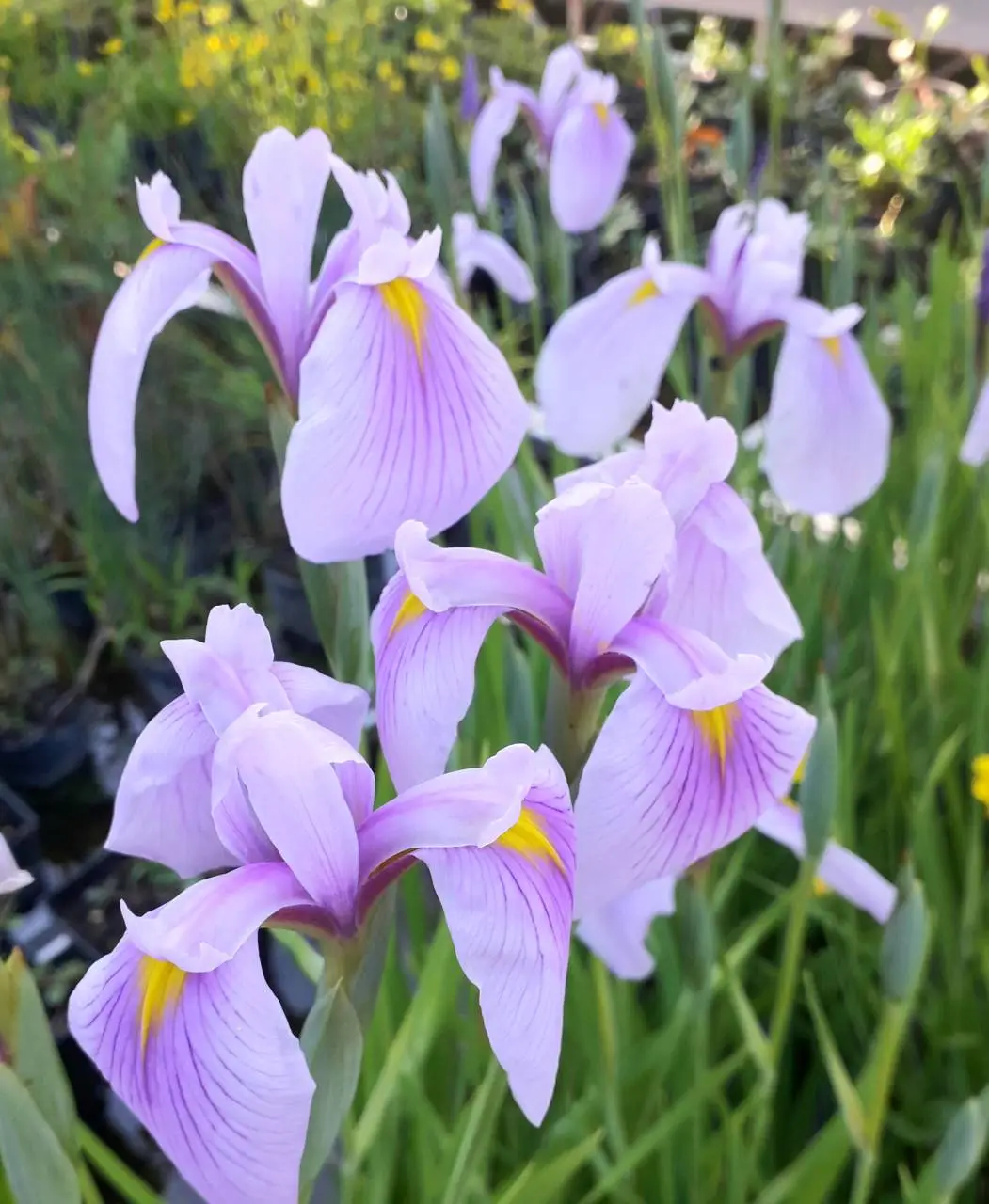 Rose Queen japán nőszirom