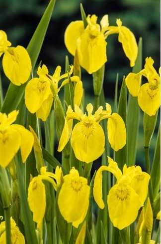 Mocsári nőszirom vagy Sárga írisz