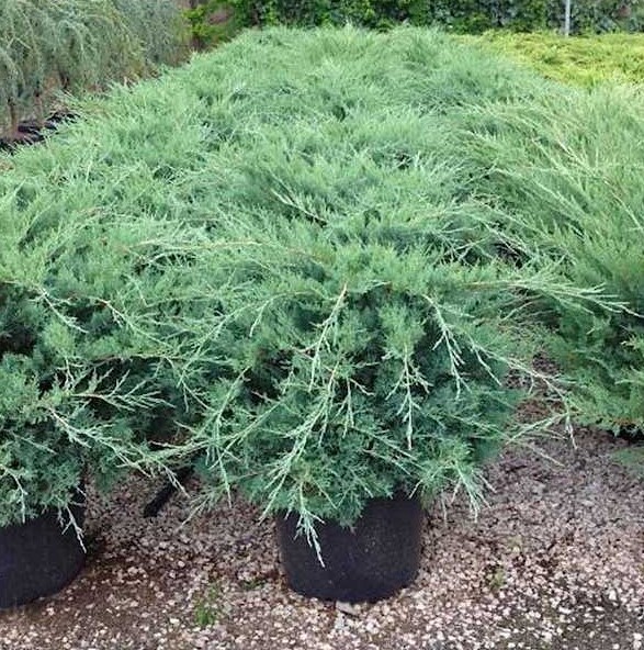 Pfitzeriana Glauca kék terülőboróka