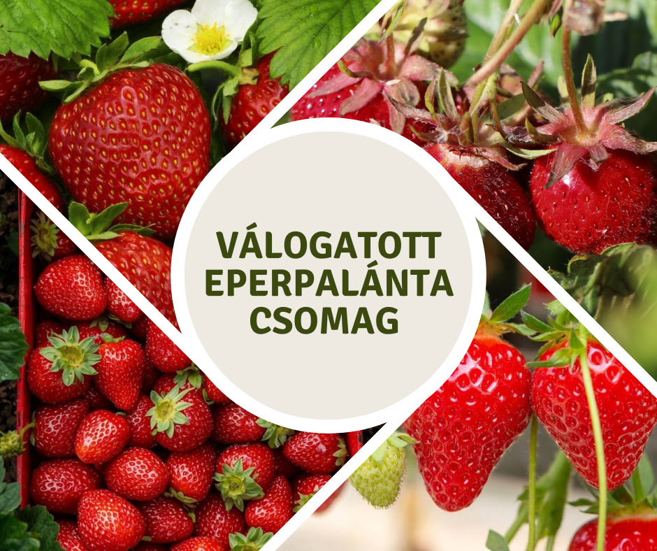 Válogatott eperpalánta csomag
