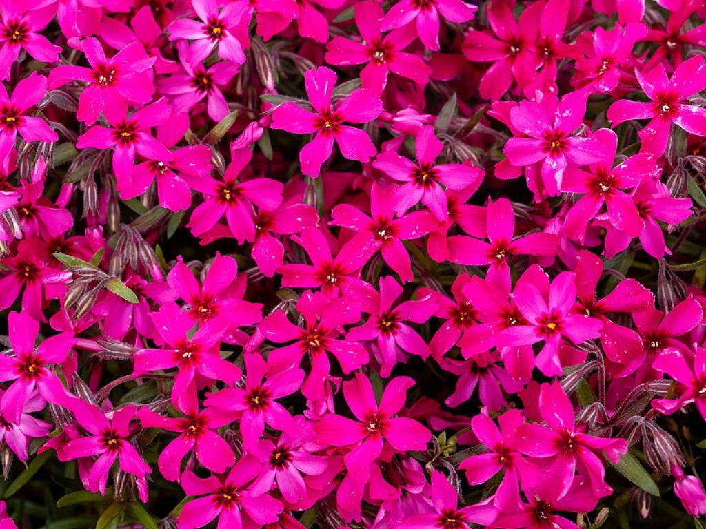 Atropurpurea árlevelű lángvirág