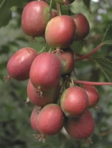 Missionario Chiandetti mini kivi