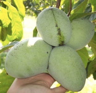 Potomac indián banán