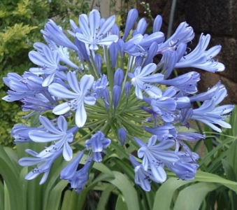 Kék virágú szerelemvirág