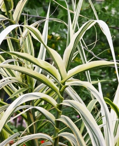 Tarka levelű olasznád