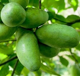 Allegheny papau, indián banán