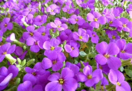 Hamburger Stadtpark pázsitviola