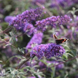 Nanho Blue nyáriorgona