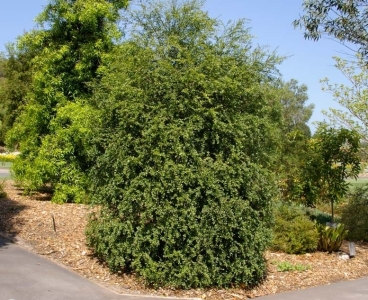 Kaviár citrom, ausztál citrom