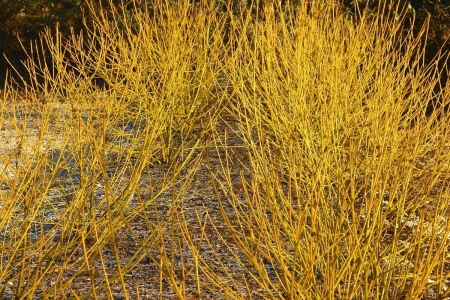 Sárgavesszejű tarackoló som