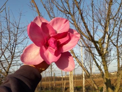 Ann"s Delight liliomfa