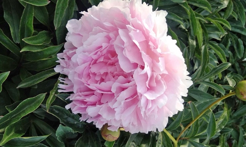 Illatos virágú bazsarózsa