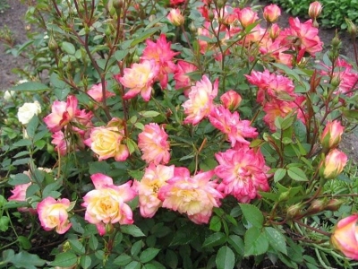 Baby Masquerade miniatűr rózsa