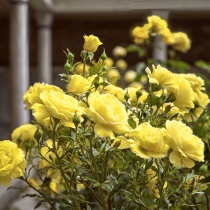 Sárga miniatűr rózsa