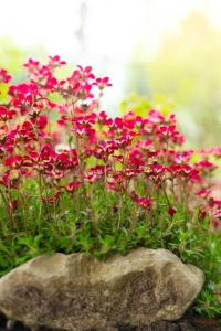 Ice Colours Red kőtörőfű