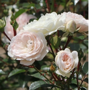 Sea Foam talajtakaró rózsa