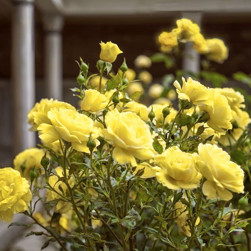 Sárga miniatűr rózsa