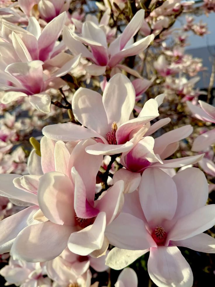 Liliomfák, vagy más néven a magnóliák