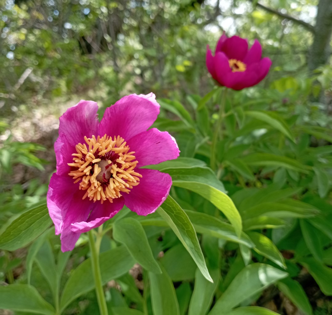 Most, hogy immár tisztában vagyunk a növény származásával, jöhetnek a száraz tények: