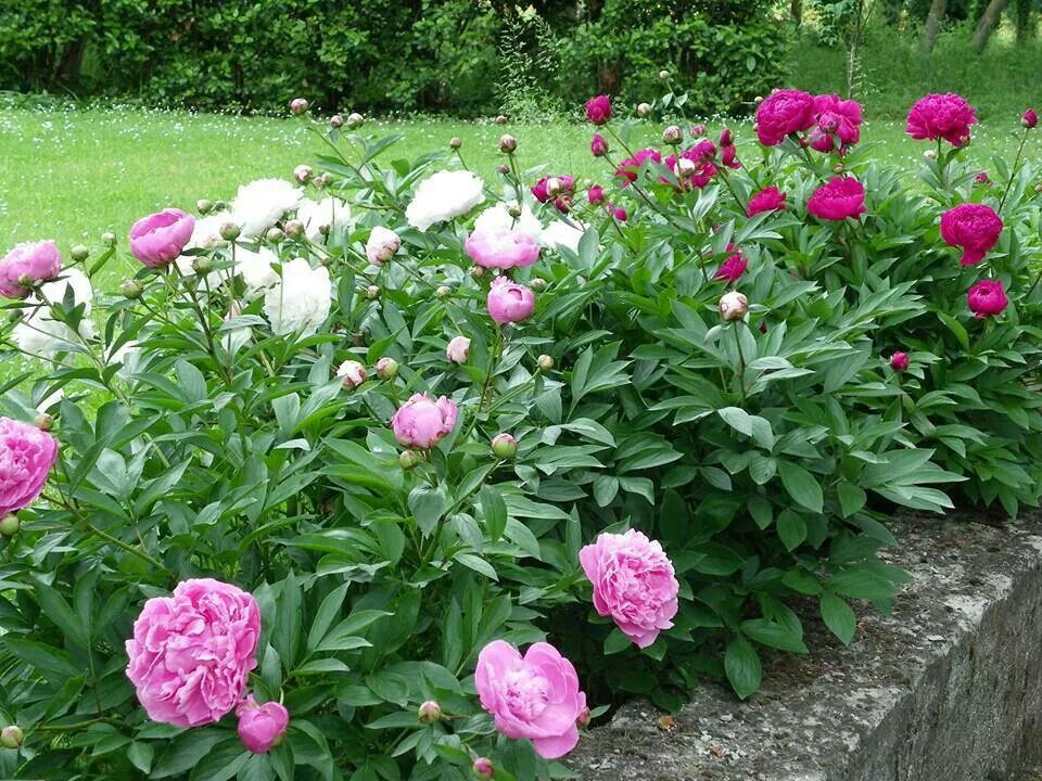 Bazsarózsák, pünkösdirózsák