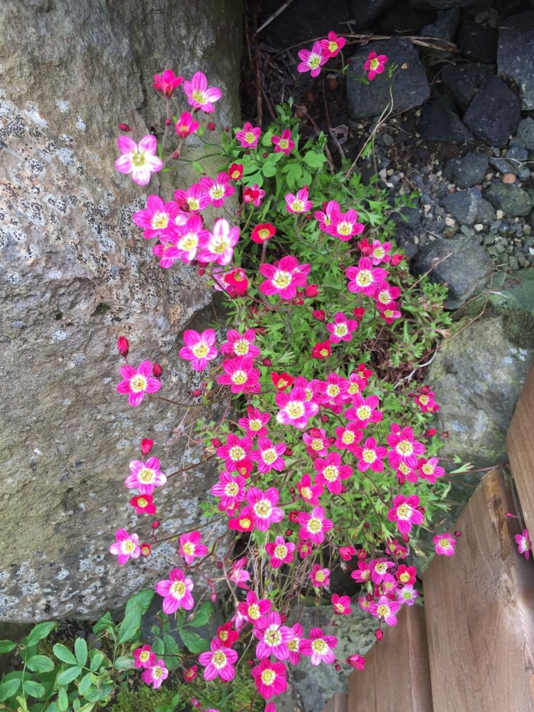 4. SAXIFRAGA x ARENDSII – HIBRID KŐTÖRŐFŰ