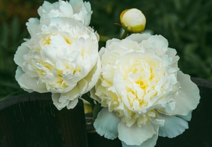 bazsarozsa_paeonia_duchesse_de_nemours.jpg