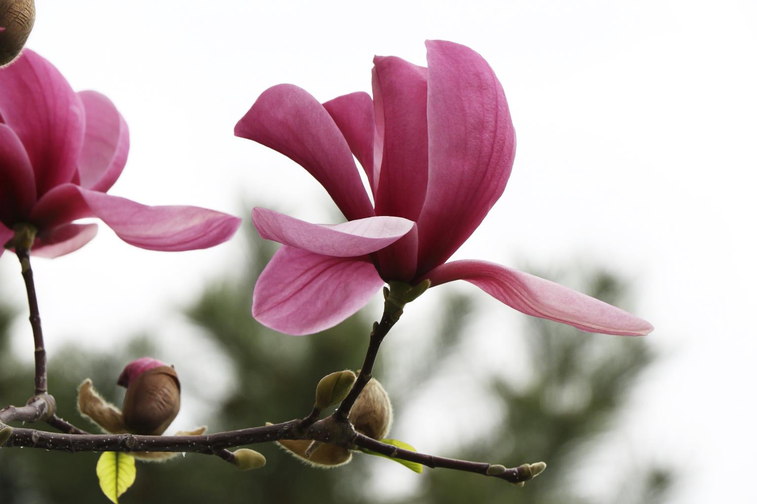 branch_with_blooming_magnolia_bud_isolated_on_whit_2025_01_07_06_09_00_utc.jpg