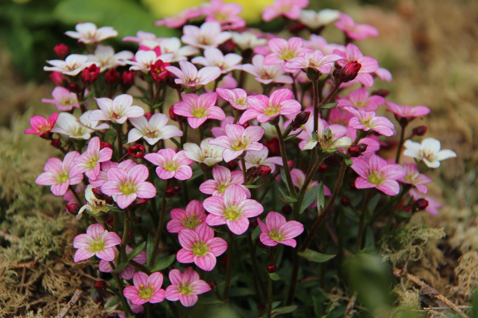 closeup_shot_of_beautiful_irish_saxifrage_flowers_2023_11_27_05_23_07_utc.jpeg