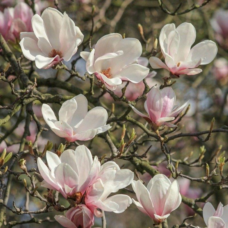 magnolia_alba_suprba_liliomfa.jpg