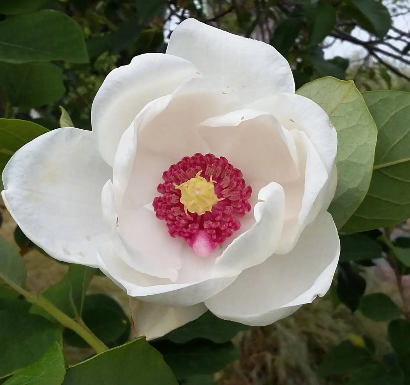 magnolia_sieboldi_liliomfa_2.webp