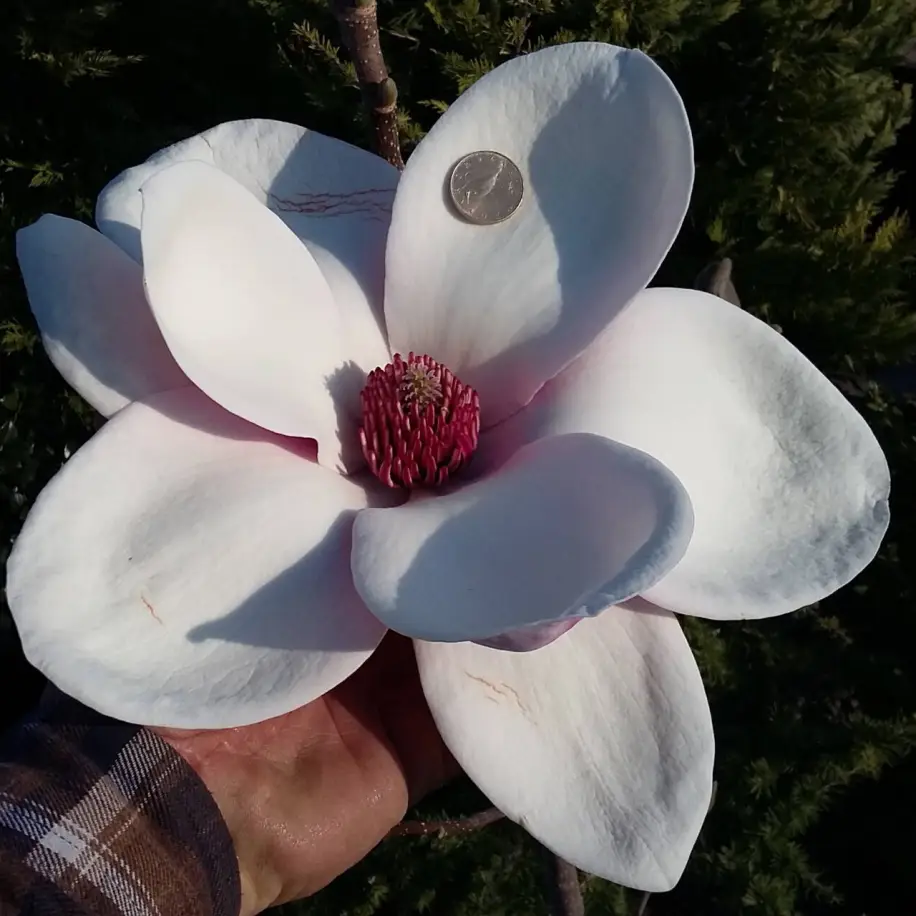 magnolia_x_athene_liliomfa.webp