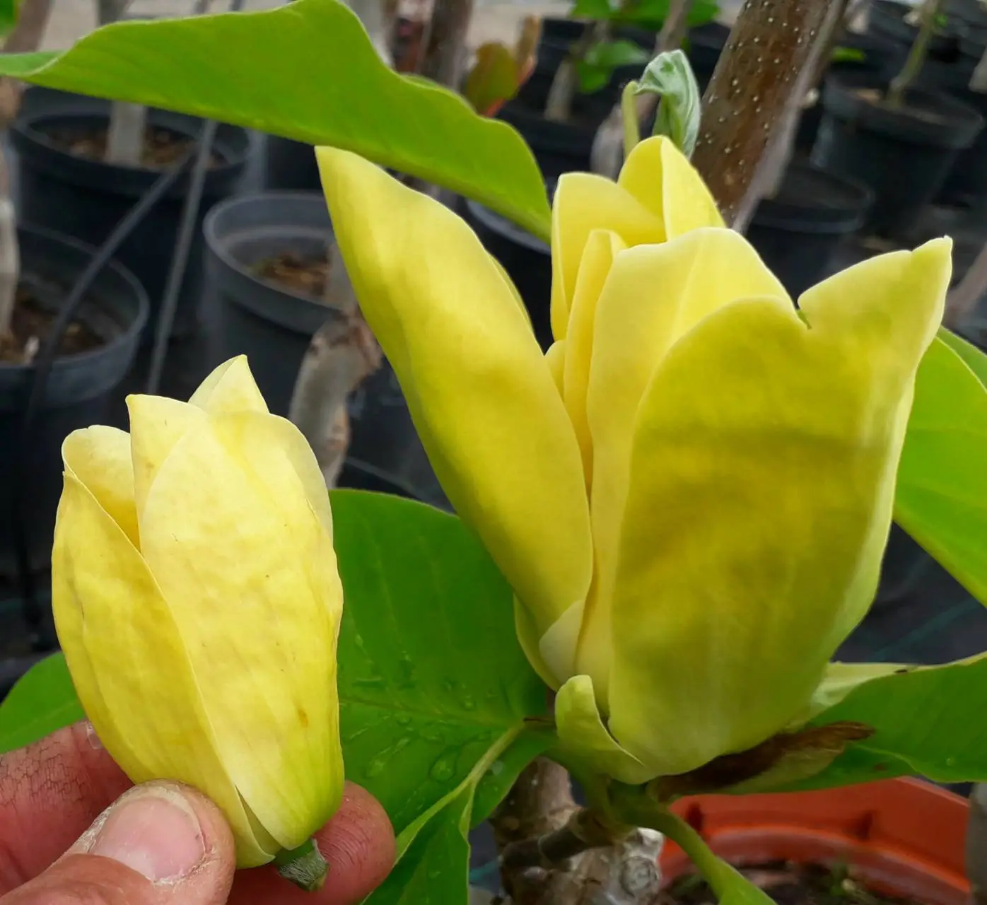 magnolia_x_brooklinienis_grand_canaria_grand_canaria_liliomfa.webp