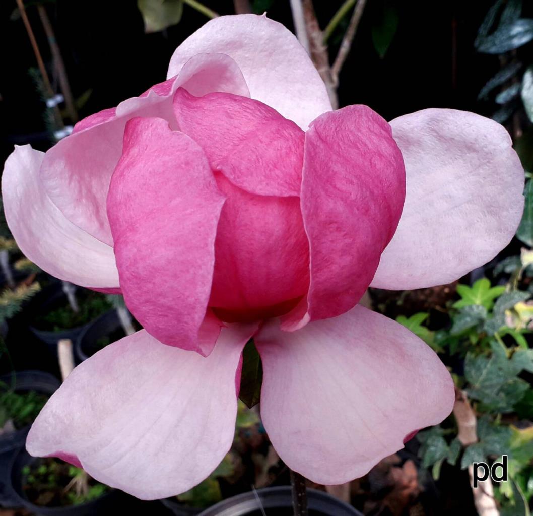 magnolia_x_pink_delight.jpg